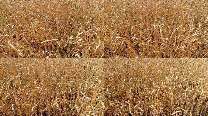 黄色的小麦茎，成熟的耳朵被风吹动