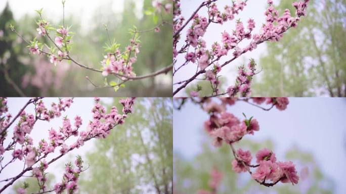 桃花、花瓣飘落、诗意、慢镜头