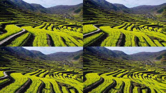 梯田 油菜花 自然村落