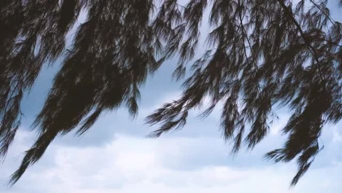海滩强风吹拂海松叶的4k视频。