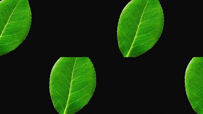 绿叶植物转场-5