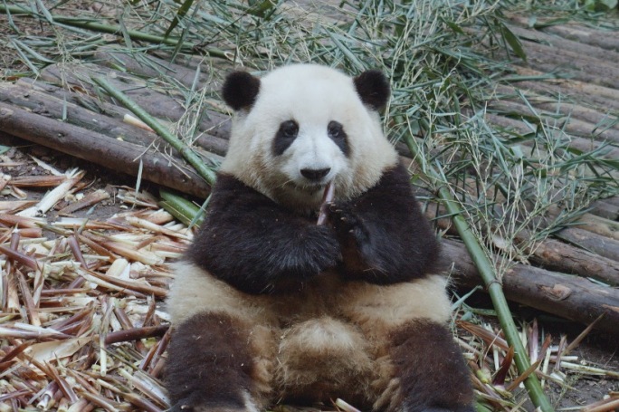 大熊猫花花吃竹笋
