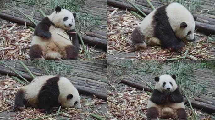 大熊猫花花吃竹笋