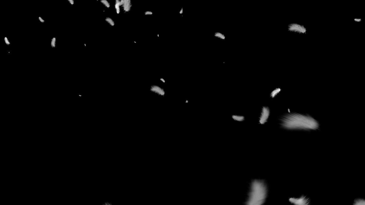 白色蓬松的鸟羽毛在黑色背景1920的空中飞行