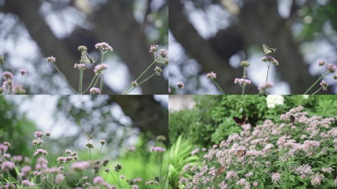 蝴蝶 花花草草 大自然 蝴蝶食花蕊 花丛