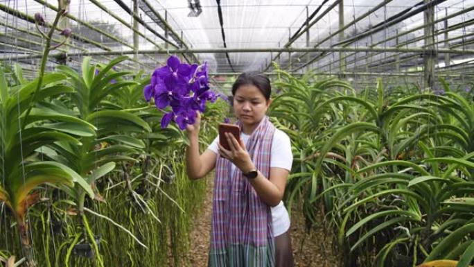 园丁兰花的慢动作镜头亚洲妇女正在照顾花卉兰花植物农场小企业