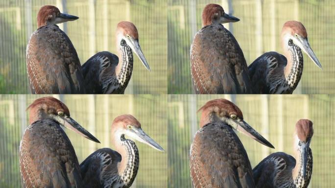 一对歌利亚苍鹭 (Ardea Goliath)，又称巨鹭近距离张望。