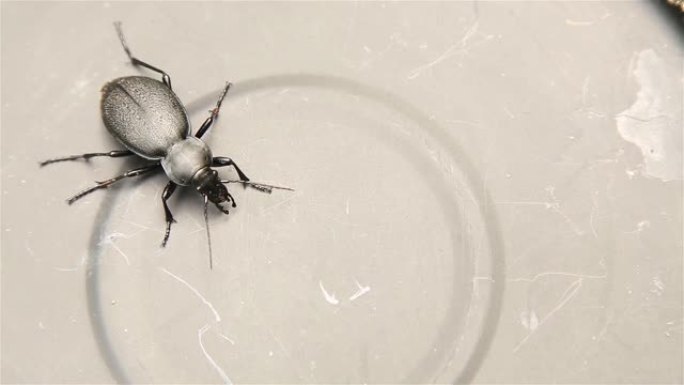 黑色甲虫地面甲虫金属表面特写高清1920x1080