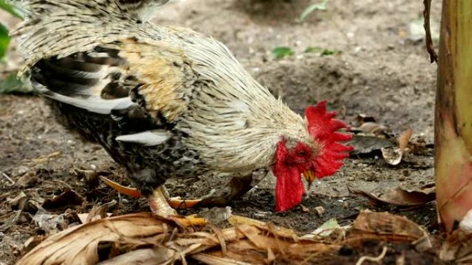 矮脚鸡和乡下的母鸡放松并啄食物。