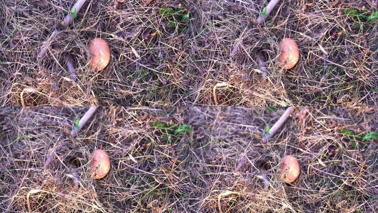 棕色的小鸟蛋位于干燥的黄色稻草中