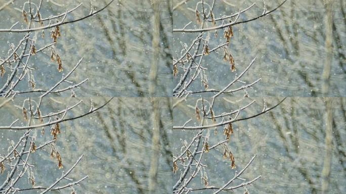 冬天。积雪覆盖的枫树树枝上有干燥的种子和在阳光下闪闪发光的小雪花。