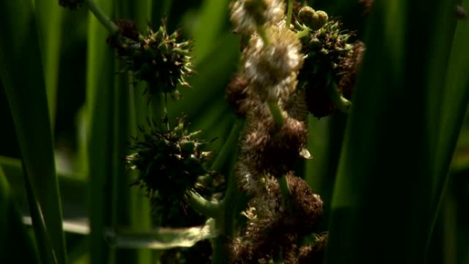 蜜蜂采集野花花粉生命力