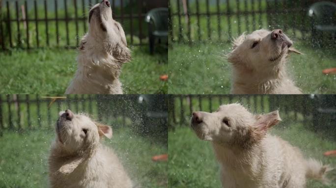 一只潮湿的金毛猎犬摆脱了飞溅的水。夏天在后院嬉戏的小狗