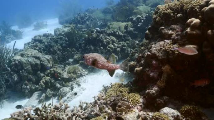 加勒比海/库拉索岛珊瑚礁的海景，有气球鱼，珊瑚和海绵