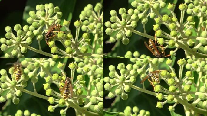 在阳光下常绿常春藤植物上寻找花蜜的多只黄蜂上特写