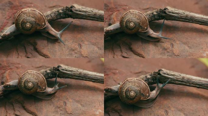 岩石上的蜗牛，蜗牛爬过树。