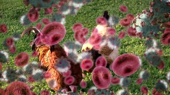 新型冠状病毒肺炎细胞和血管防止母鸡在农场进食