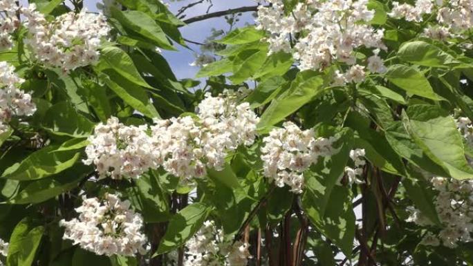 梓花在夏天开花