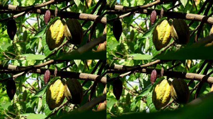可可树 (Theobroma Cacao)。自然界中的有机可可果荚。