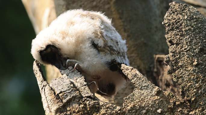 猫头鹰幼崽在洞口活动