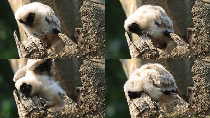 猫头鹰幼崽在洞口活动