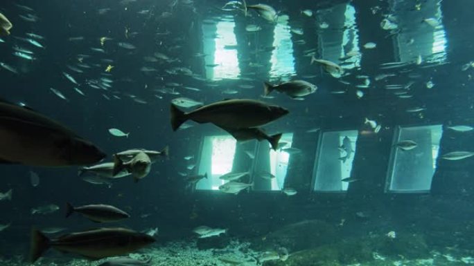 水族馆内的3个小窗户和小鱼在圈子里游泳