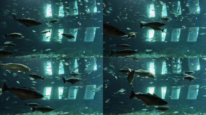 水族馆内的3个小窗户和小鱼在圈子里游泳