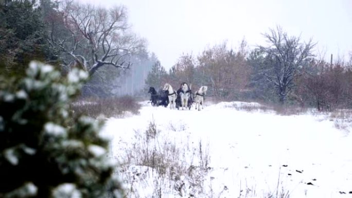 俄罗斯黑白马三驾马车在森林里拉雪橇。慢动作。高清