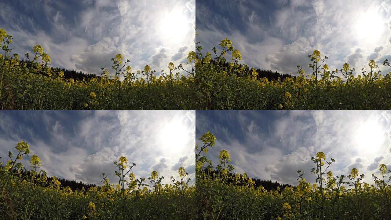 盛开的芥末田。春天美丽盛开的油菜籽田和蓝天。田野里的黄色花朵。特写和4K。