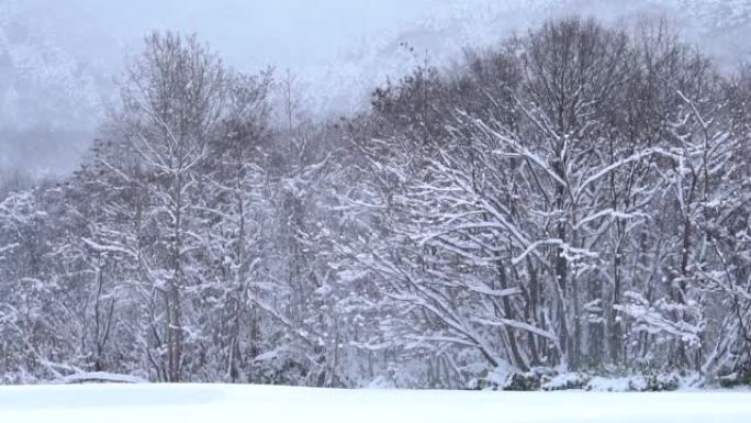 日本的雪花大雪下雪冰天雪地