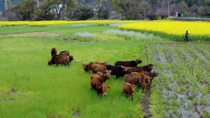 婺源山村的黄牛吃草