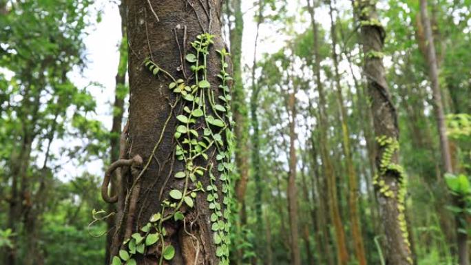 寄生藤蔓缠绕在热带森林的树干上