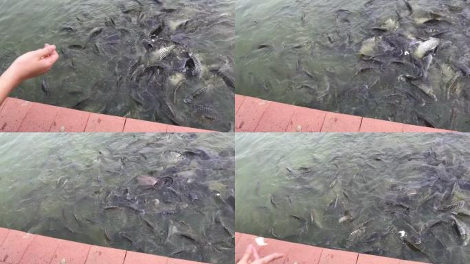 4k镜头喂鱼概念。漂浮和游泳的有机罗非鱼在池塘里找到食物。近距离拿着颗粒食物在池塘里觅食。人们假日户