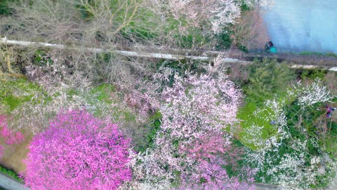 杭州植物园灵峰探梅梅花风景视频素材4