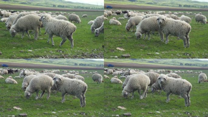 绵羊在绿色的草地上行走，吃着绿色的草放牧