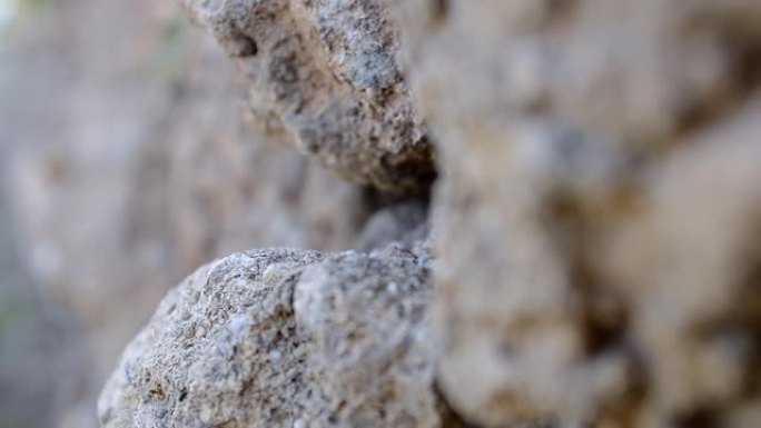 黑蚂蚁在旷野的岩石上爬行，浅景深，微距拍摄