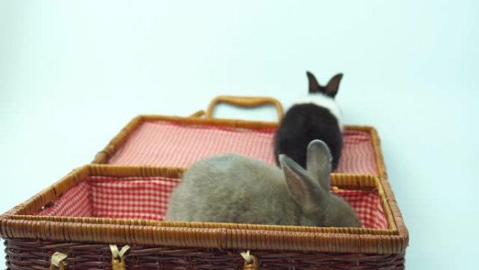 可爱的兔子在白色背景上玩复活节概念。
