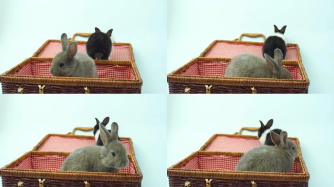 可爱的兔子在白色背景上玩复活节概念。