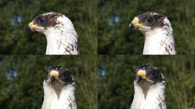 Honey Buzzard，pernis apivorus，成人负责人，法国诺曼底，慢动作4K