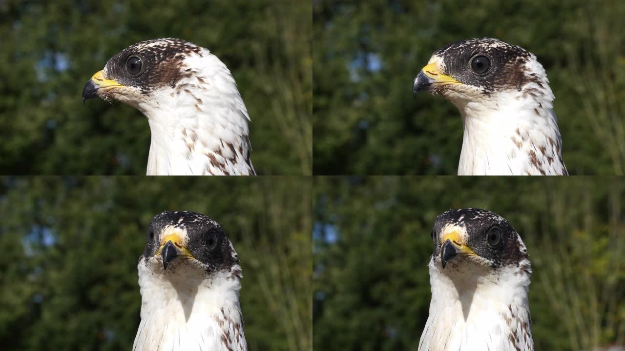 Honey Buzzard，pernis apivorus，成人负责人，法国诺曼底，慢动作4K