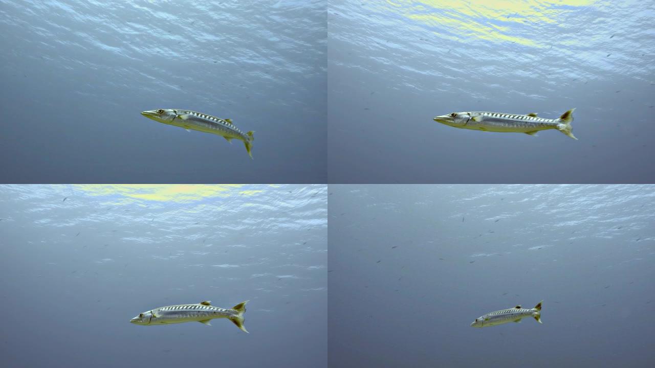 马尔代夫的孤独巨型梭子鱼