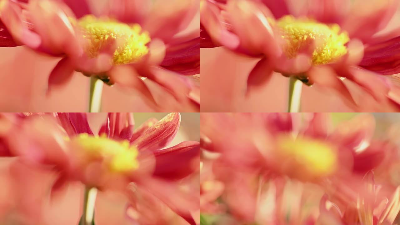 美丽的红色和黄色菊花