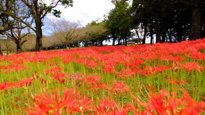 吉野公园盛开的簇状孤挺花