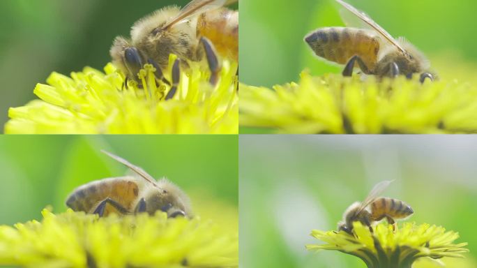 蜜蜂在春天的黄色蒲公英花朵上采蜜