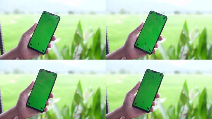 在稻田背景中使用绿色屏幕的智能手机，色键