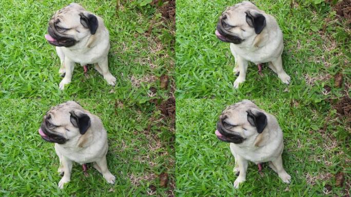 快乐的狗哈巴狗品种微笑，滑稽的脸躺在绿色的草地上，纯种哈巴狗健康的概念