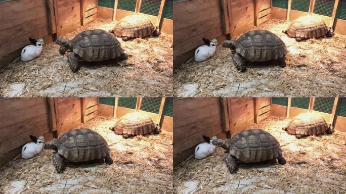 乌龟慢慢向白兔爬行，而第二只乌龟正在旋转并在阳光下晒太阳