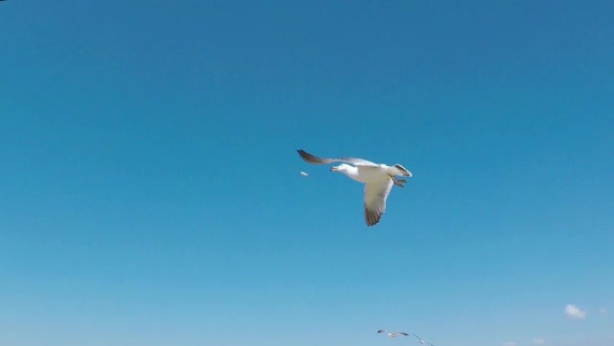 飞海海鸥吃虾小吃，南韩忠南宝丽翁木厂坡海滩，亚洲。