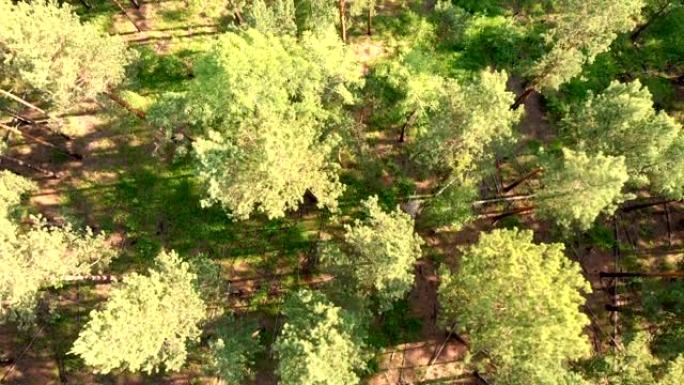 无人机低空飞过森林和针叶常绿乔木。