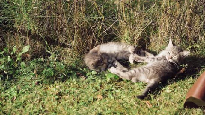 两只有趣的小猫在草地上玩耍。在阳光明媚的夏日里，灰色的小猫快乐地躺在草地上。